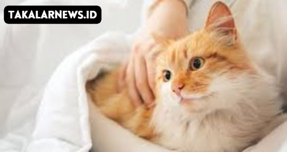 Cara Merawat Kucing Kampung Agar Sehat dan Bahagia